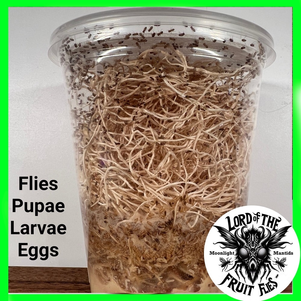 🪰 Fruit Fly Culture, WINGLESS (Small Fruit Fly: D. melanogaster) - 32oz