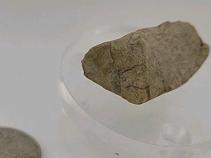Fossil Dinosaur Permineralized Tooth T-rex 🦖