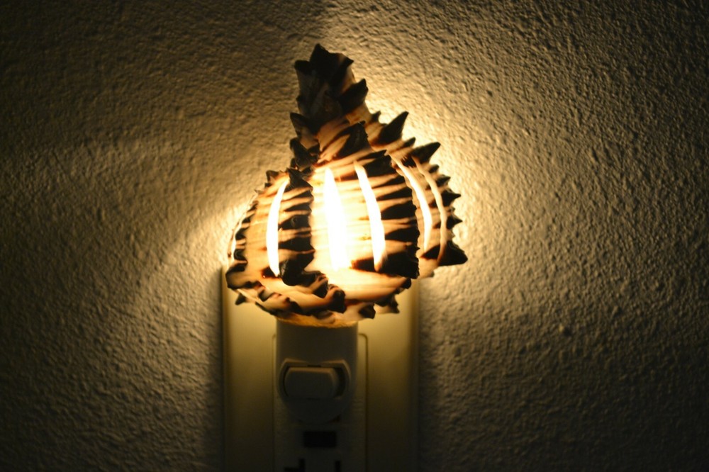 BLACK MUREX SEA SHELL NIGHTLIGHT