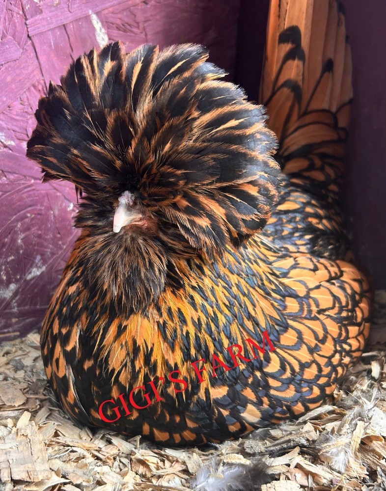 12 💕TOTAL -pure Golden Laced Polish Eggs