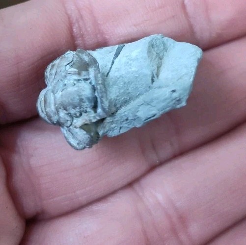 Fossil Trilobite State Unknown 7.7 Grams