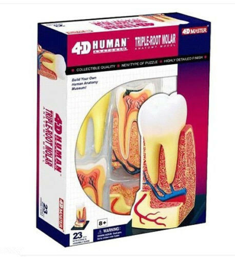 4D Human Triple Root Molar Tooth Anatomy Study Series 3D Teeth Model Education