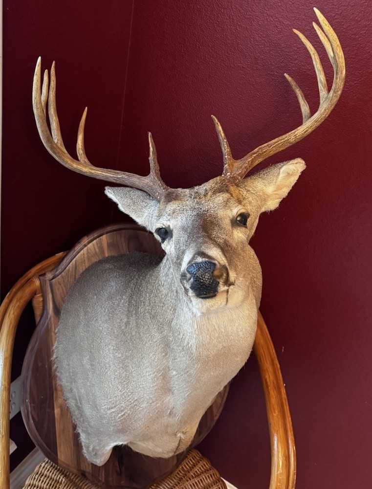 Nice 10pt Whitetail Deer Shoulder Mount Real Horns Great Condition!!