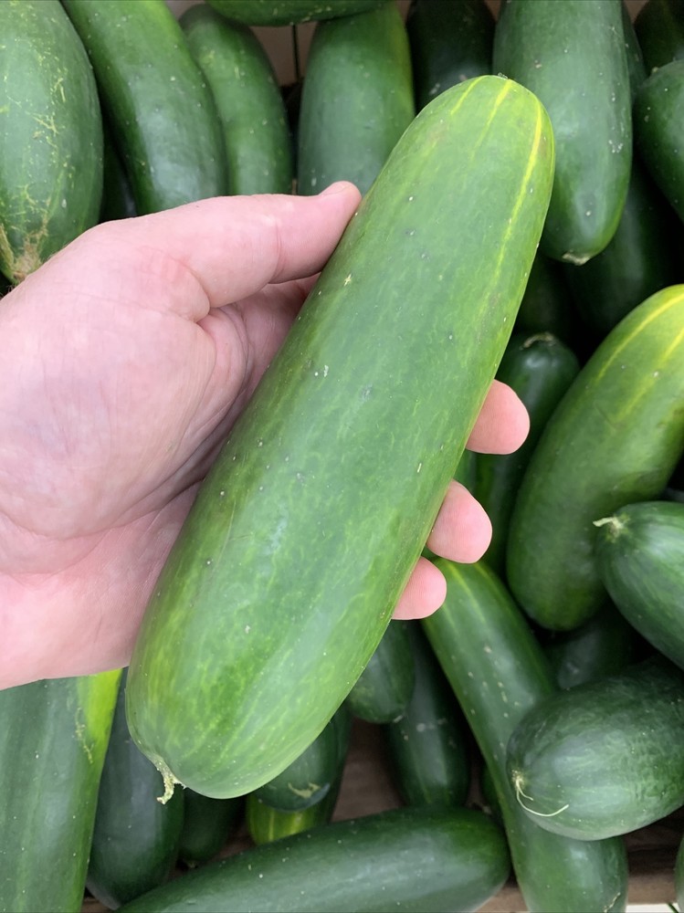 Fresh Cucumber (5 LBS) The actual vegetable