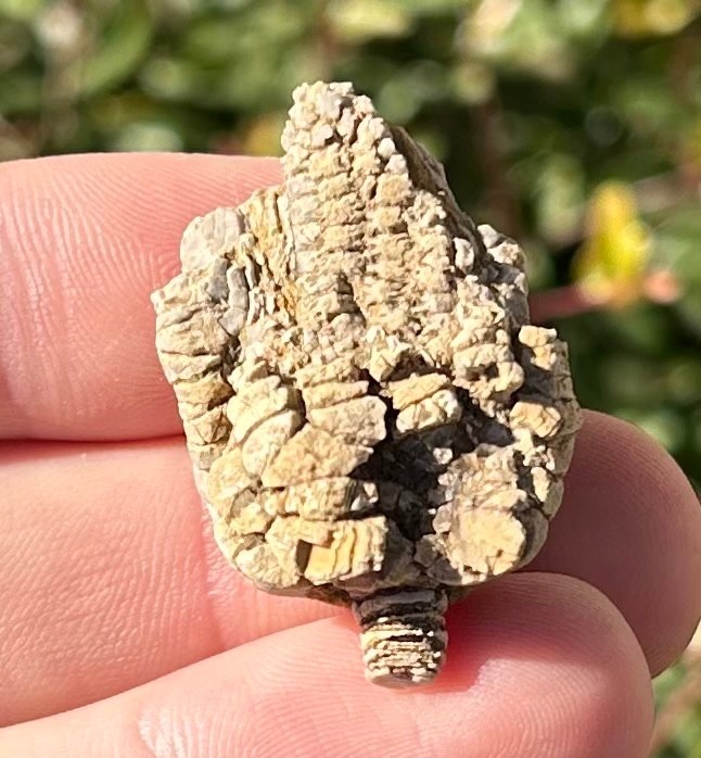 Alabama Fossil Crinoid Alcimocrinus ornatus Bangor Limestone Formation NICE
