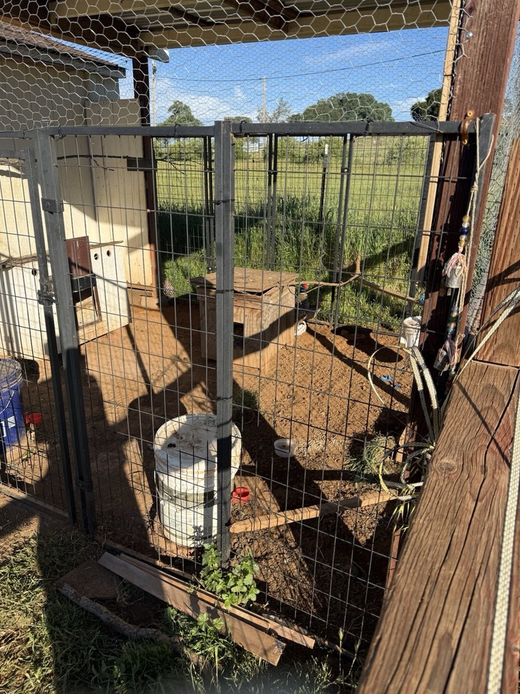 Kansas Ringneck Pheasants Hatching Eggs 12+ Extras