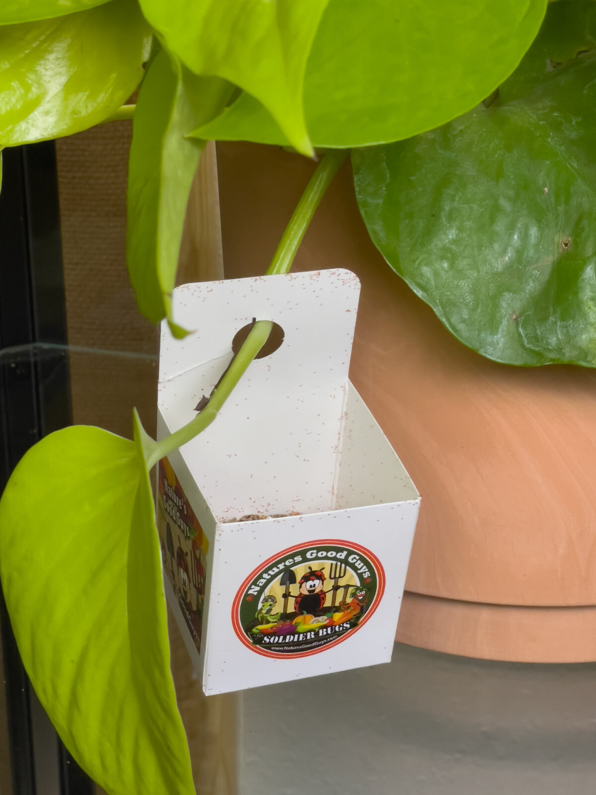 Special Blend Spider Mite Control Predatory Mites