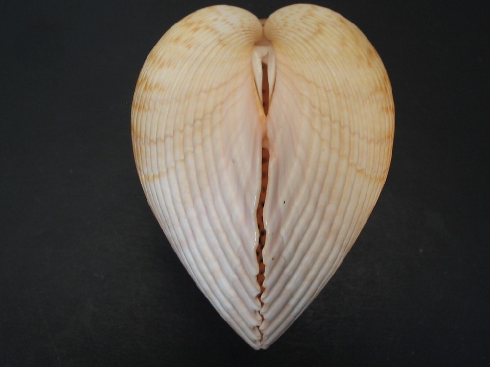 WoW Form...PLAGIOCARDIUM PSEUDOLIMA~72.1mm~Kenya SEASHELL