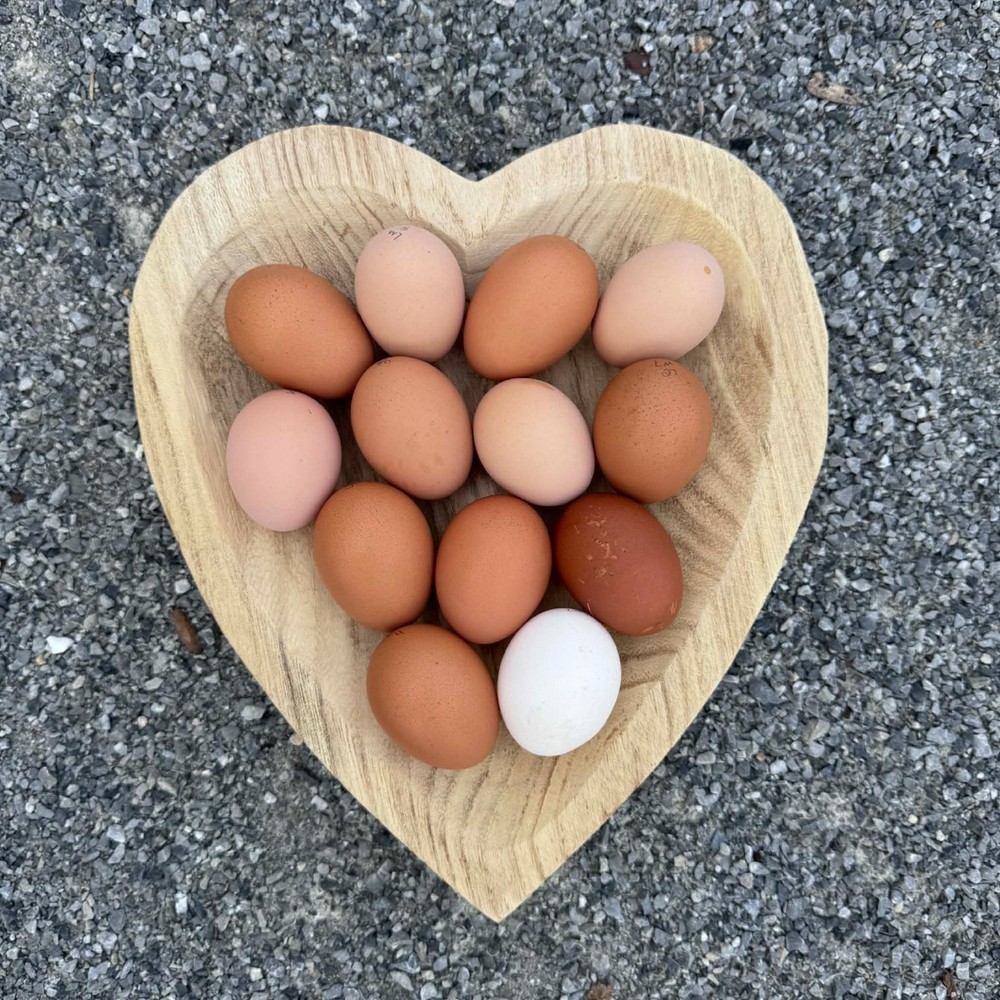 NPIP Certified: 6+ Lavender Marans Hatching Eggs!
