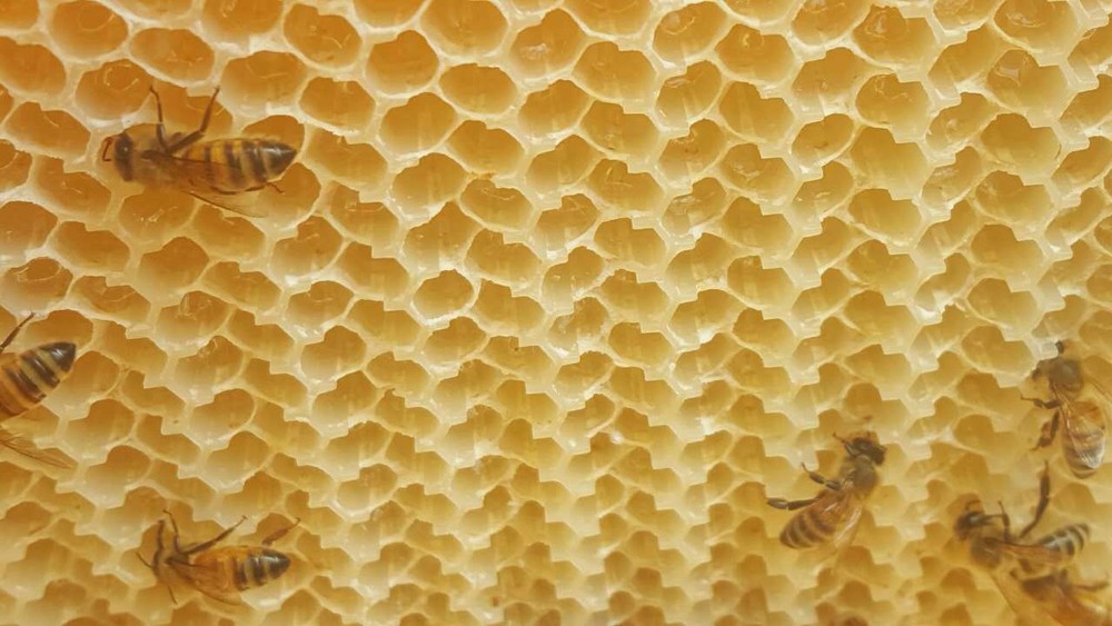 7 x Auto Beehive Beekeeping Frames Beehive Frame BPA free Plastic Beehive Frames