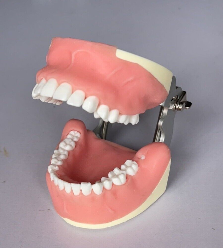 Maxillary+mandibular Tooth Extraction Practice Model Dental Typodont Teeth