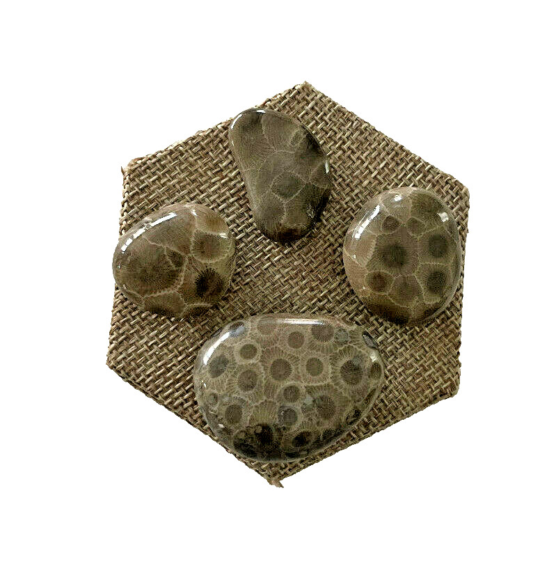 ***GREAT PRICE*** A SET OF 4 PETOSKEY STONES - BELOW RETAIL PLUS FREE SHIPPING!
