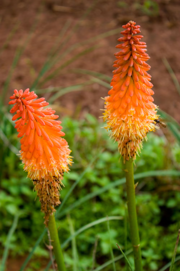 6 Red hot Poker Plant Bareroots