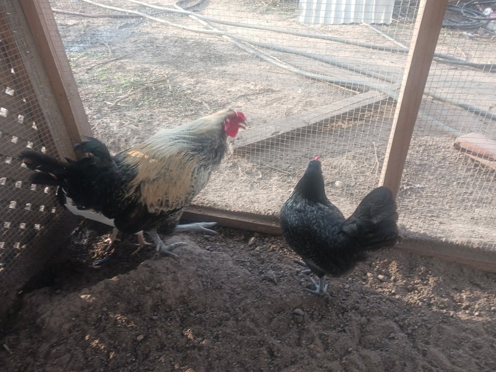 8+ American Long Crower Hatching Eggs