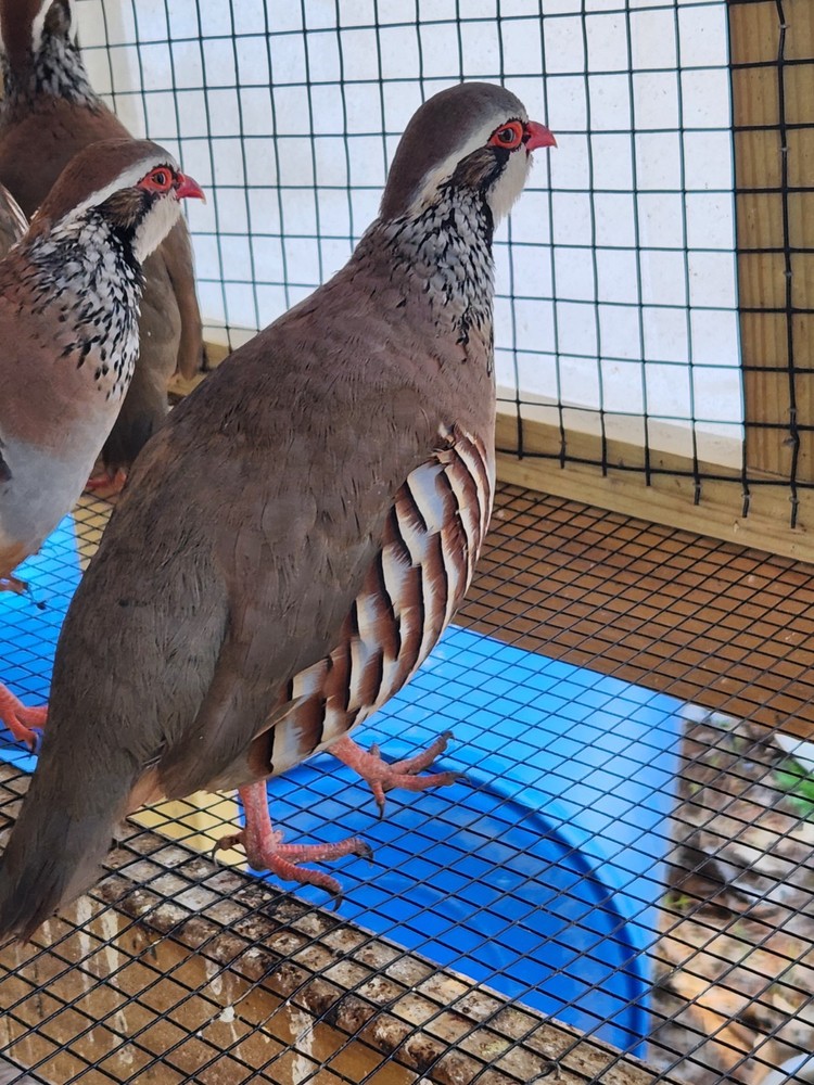 30 Plus 2 Red Legged Partridge Hatching Eggs
