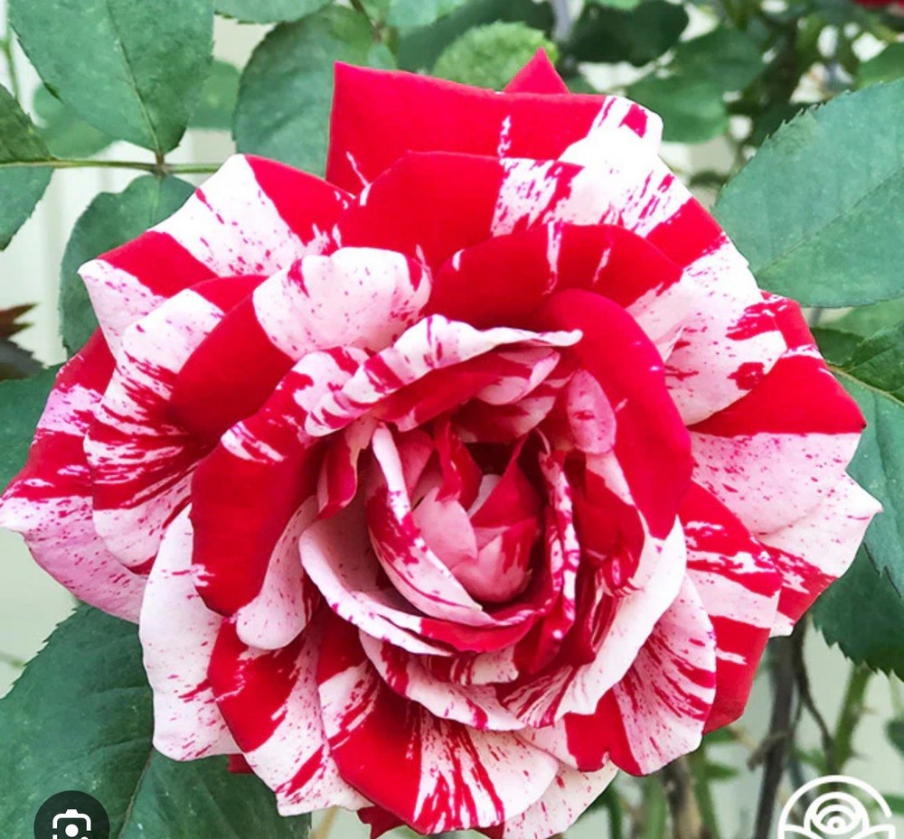 Scentimental Rose Bush!! Bare Root Live Starter Plant!!!