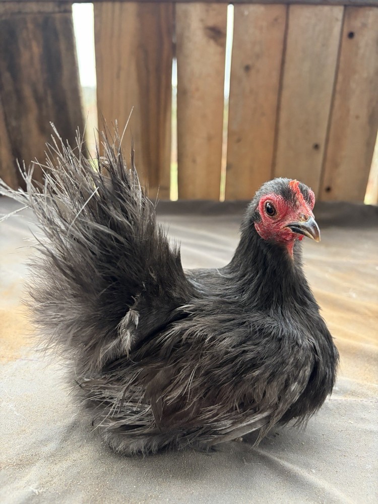 Serama Hatching Eggs from Show Stock NPIP 12+
