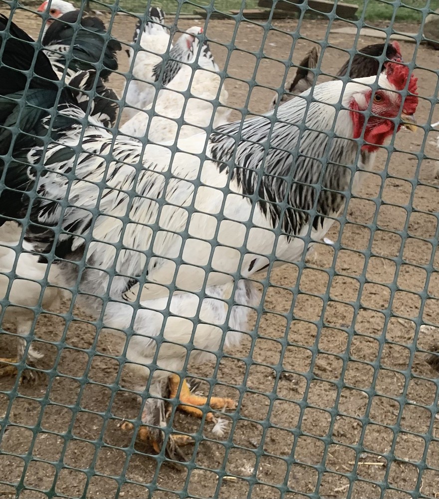 6+ GIANT Light Brahma Chicken Fertilized Eggs