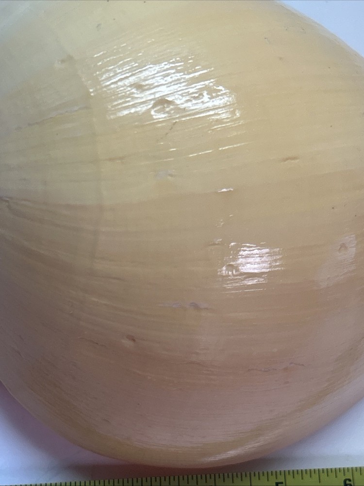 Unique Yellow Huge Melon Seashell Extra Large Decorative Shell 9"