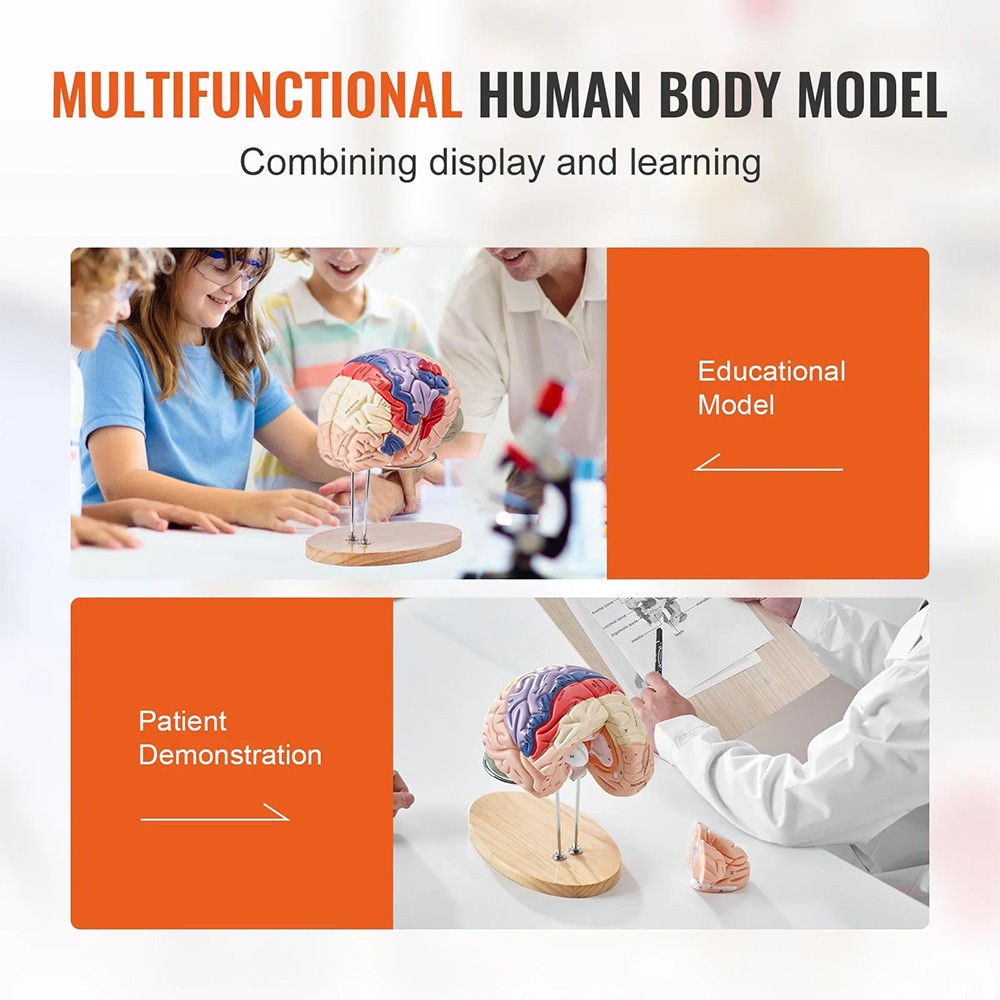 Human Brain Model Anatomy Teaching Brain Model 4-Part Labeled 2X Enlarged