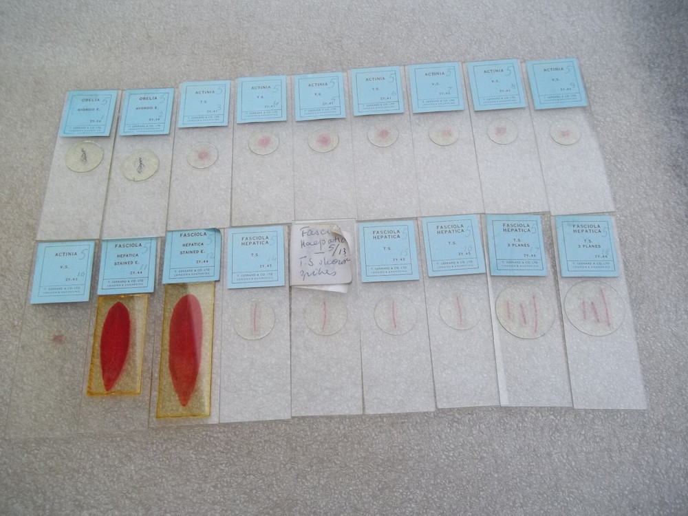 Vintage Glass Microscope Slides -