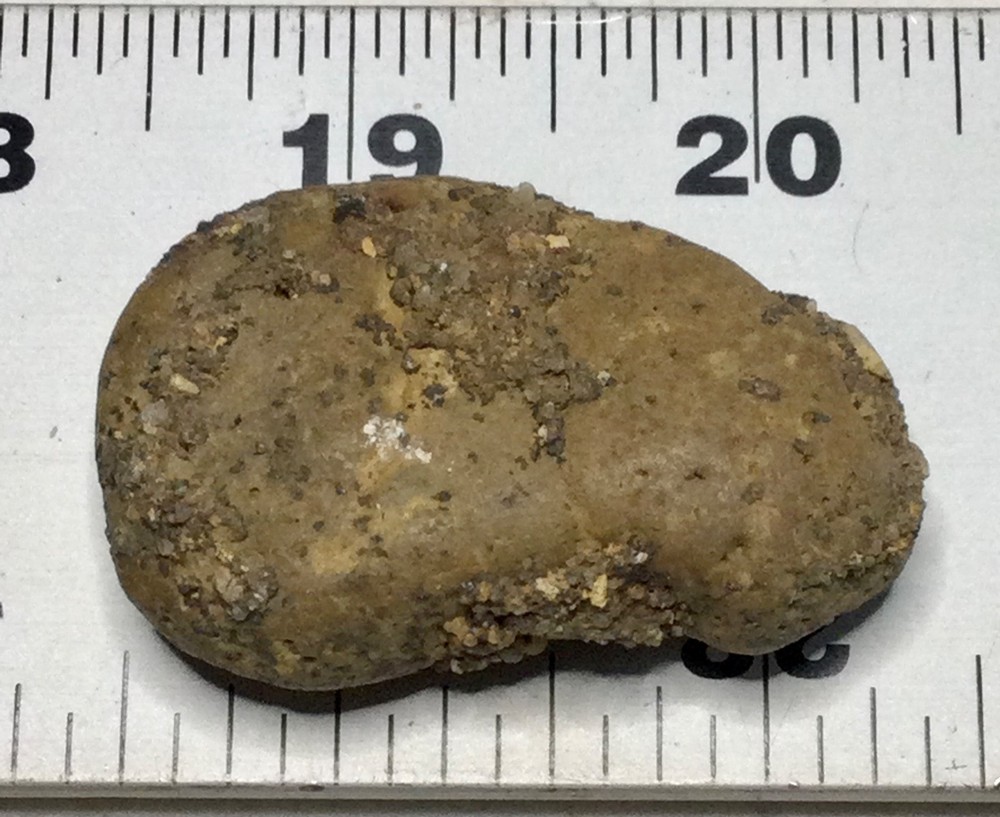 Ankylosaurus ARMOR PLATE