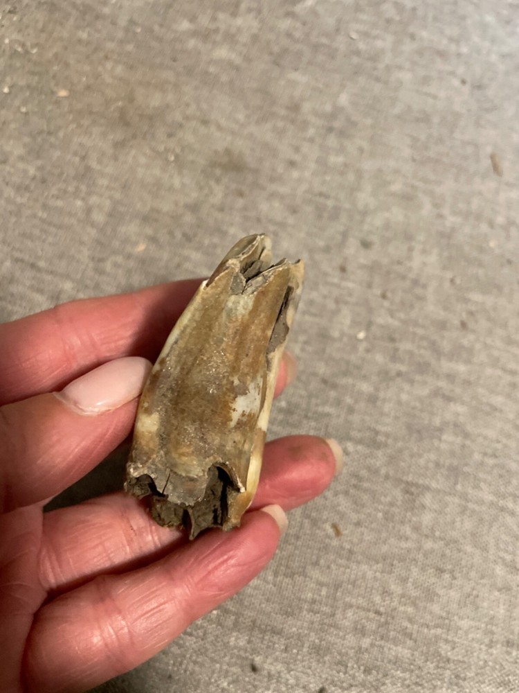 ice age horse tooth