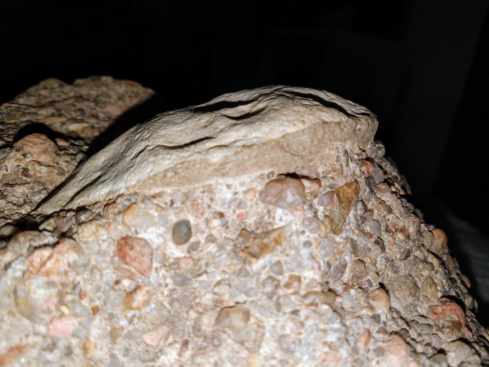 Clam? Fossil On Matrix