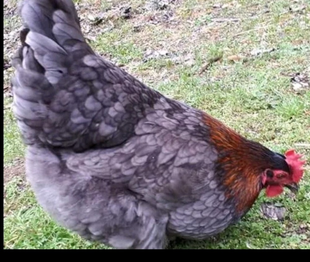 Hatching Maran Eggs 6+ (Splash,blue And Black Copper)