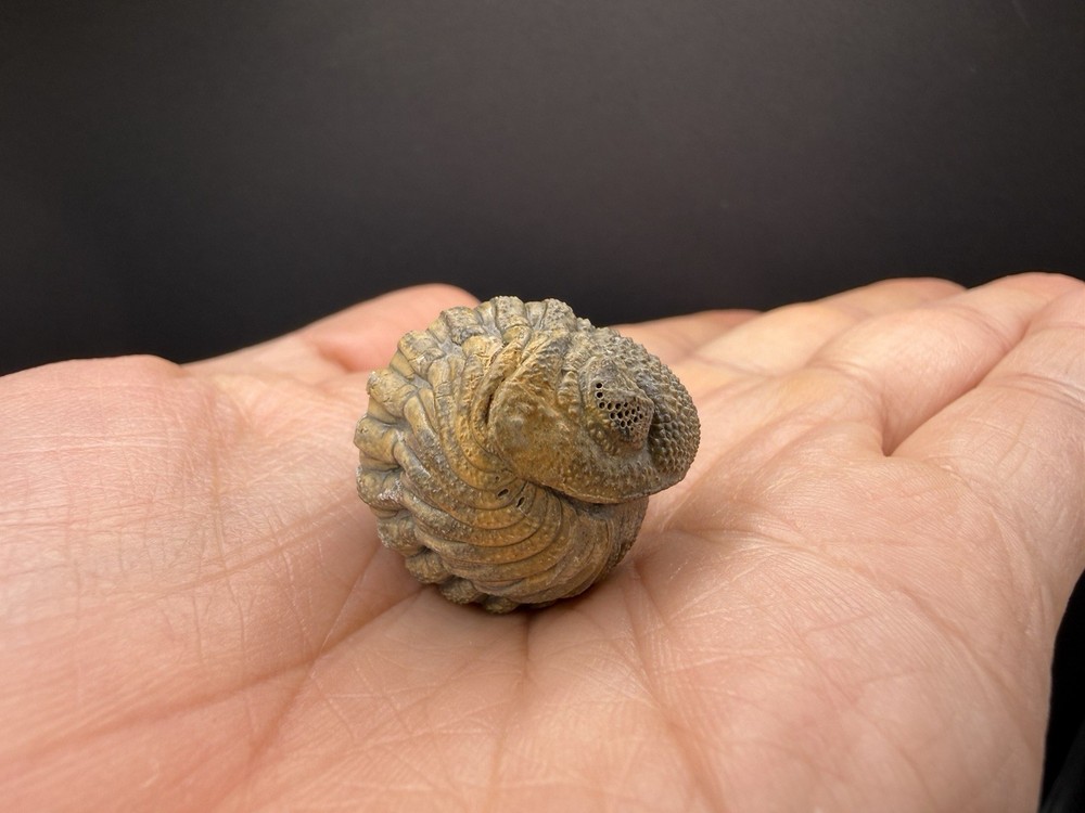 Enrolled Moroccops Trilobite