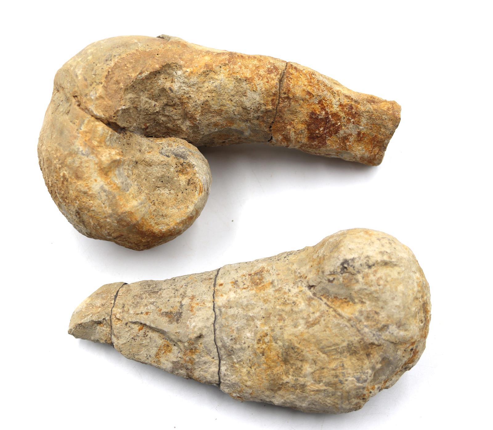 Lot of 2 Rudist Bivalve Fossils Upper Cretaceous #18121