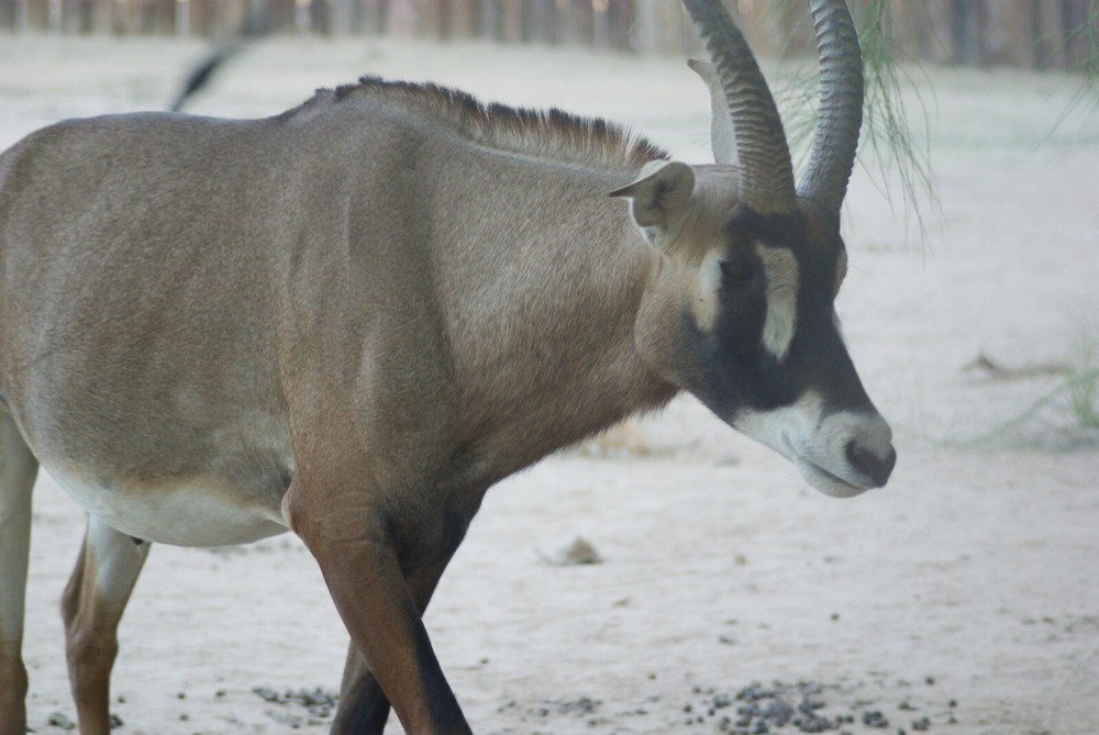 Roan Antelope Taxidermy Reference Photo Cd