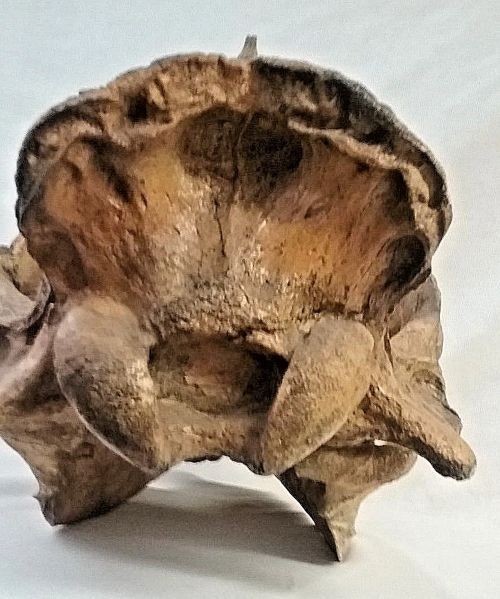 ALLODESMUS SKULL REPLICA