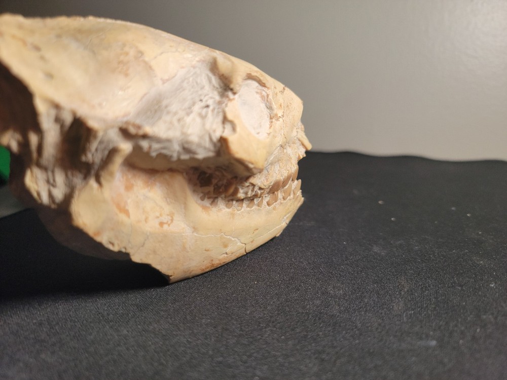 Oreodont Skull