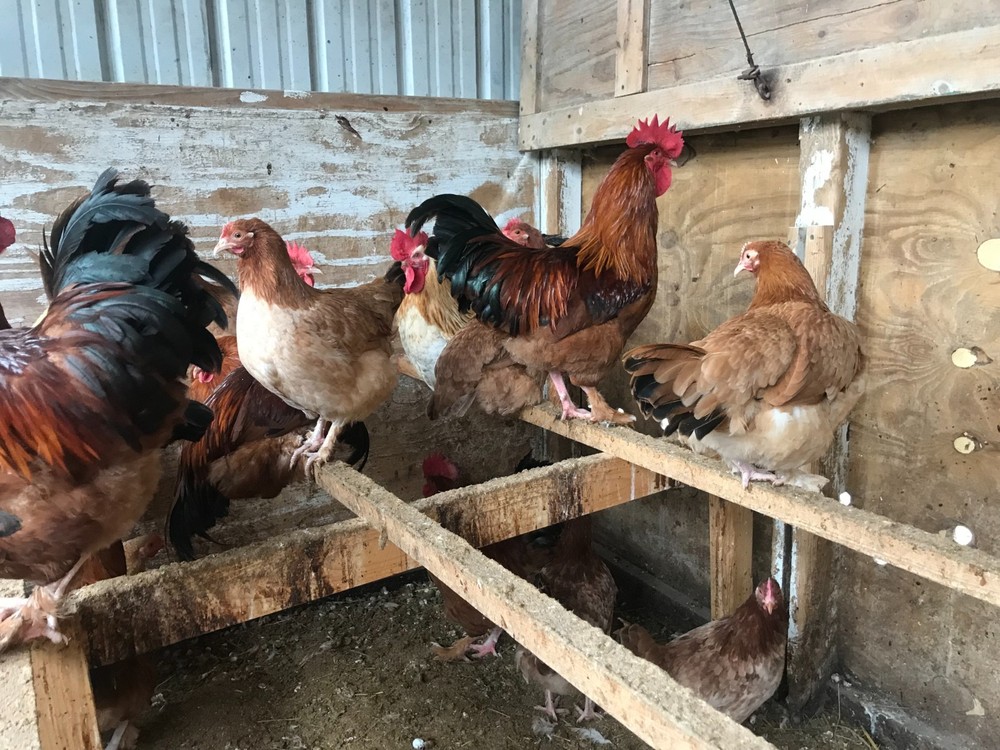 10++ Black Tail Red Marans Hatching Eggs - Cedar Hill Marans