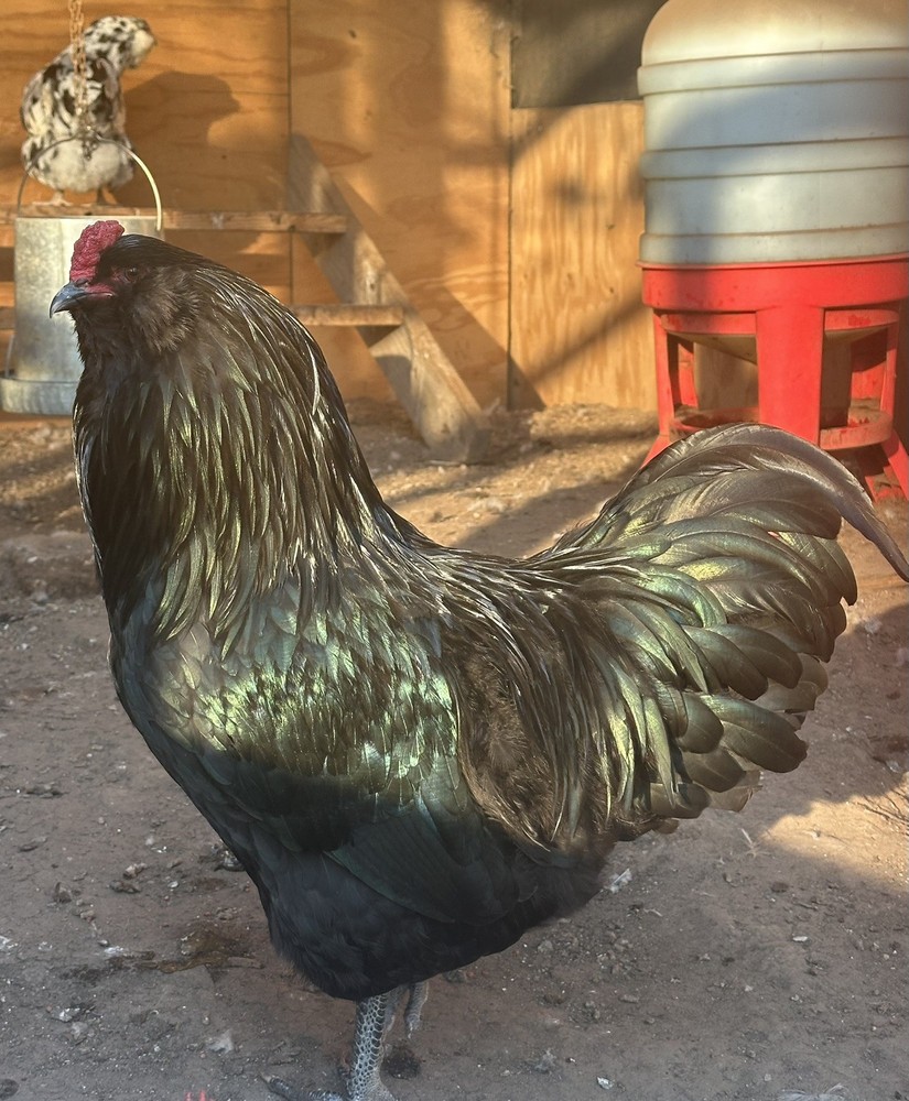 Ermine Ameraucana Hatching Eggs 12+