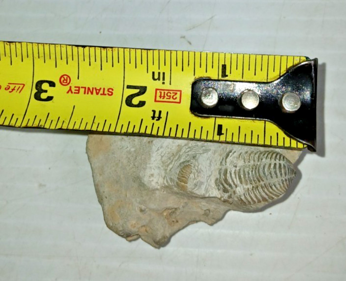 Trilobite Fossil