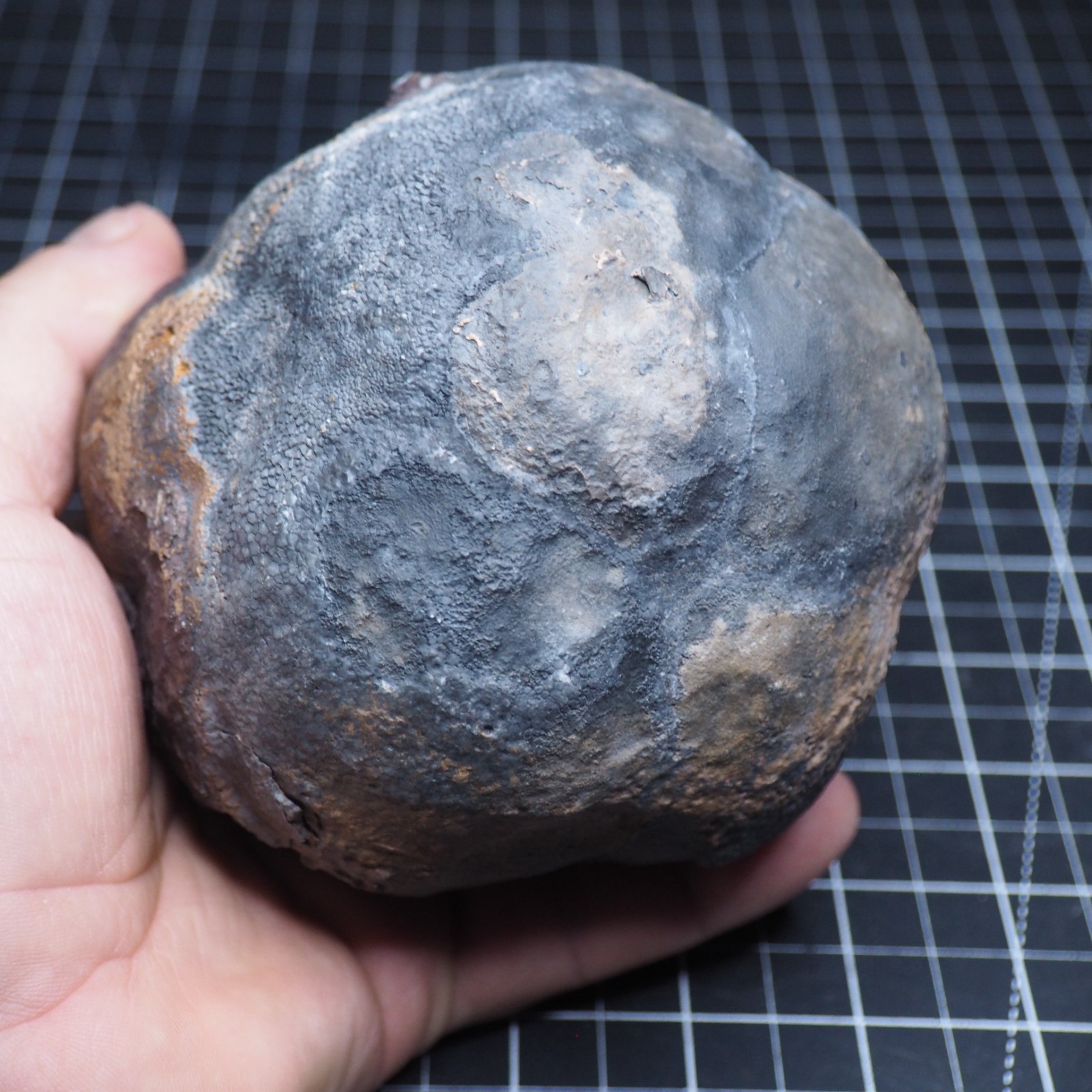 Large 1.8 kg Lobolith Scyphocrinites Crinoid Floating Devonian Fossil Morocco