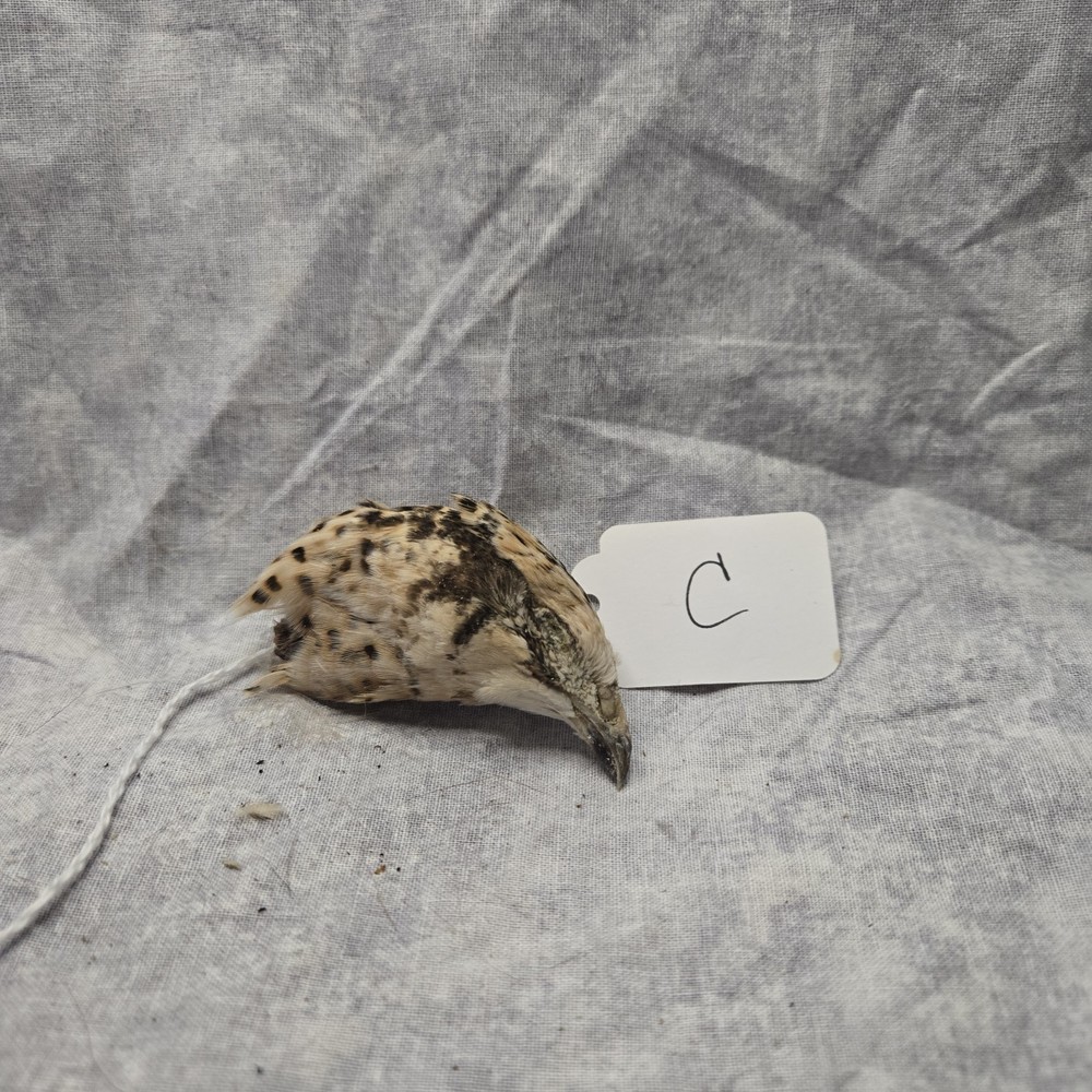 1 Dried Quail Head C