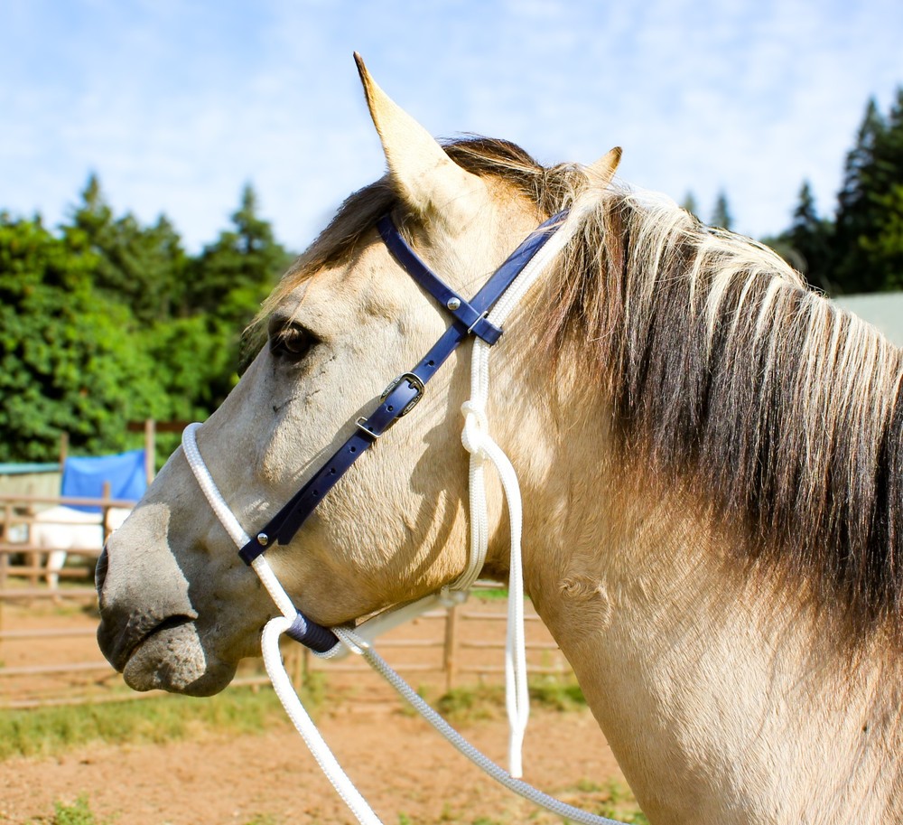 Sage Green Biothane Loping / Hackamore Bridle