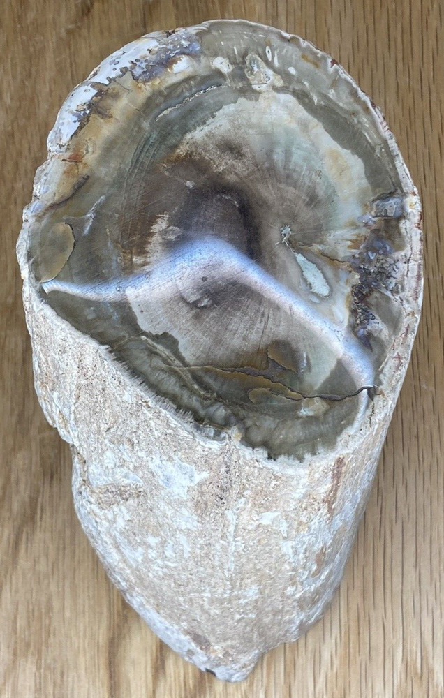 Fossil Specimen, Silicified Tree Branch Section, USA, 90mm