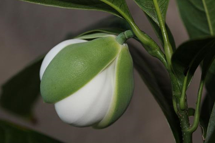 Coco Magnolia live plant