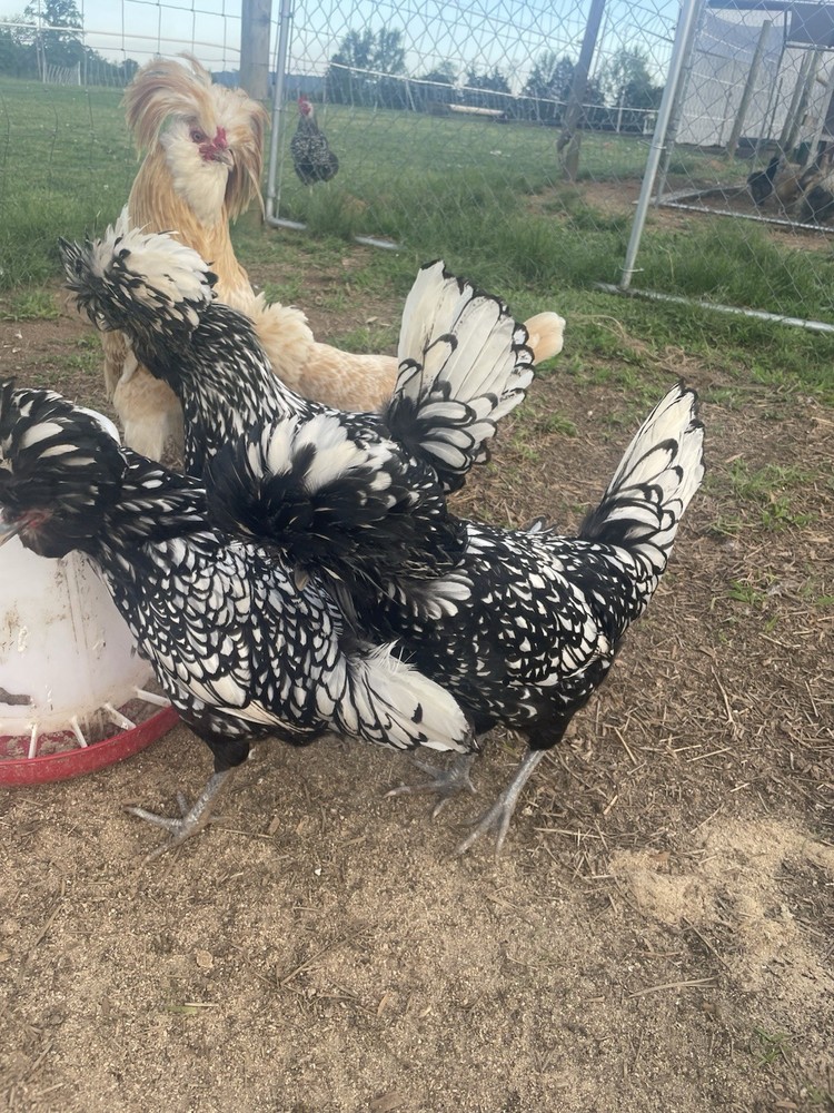 Fertile Polish Hatching Eggs 1 dozen