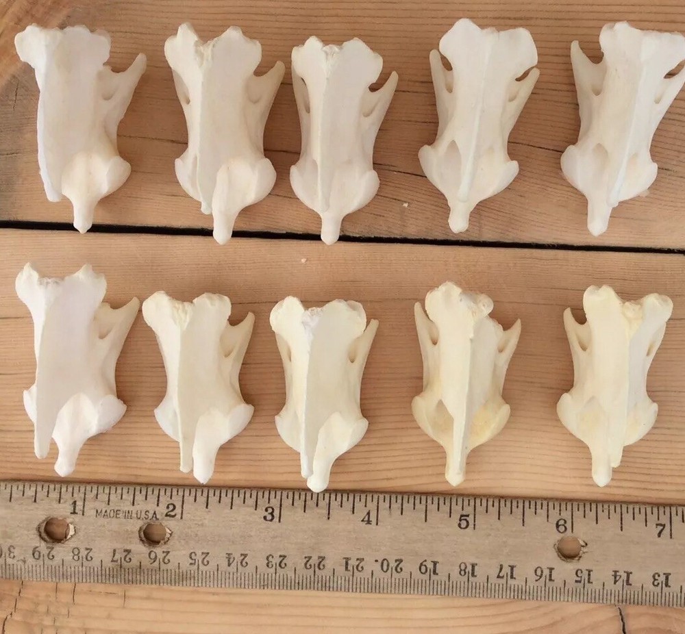 10 Coyote Axis Bones Canis Iatrans