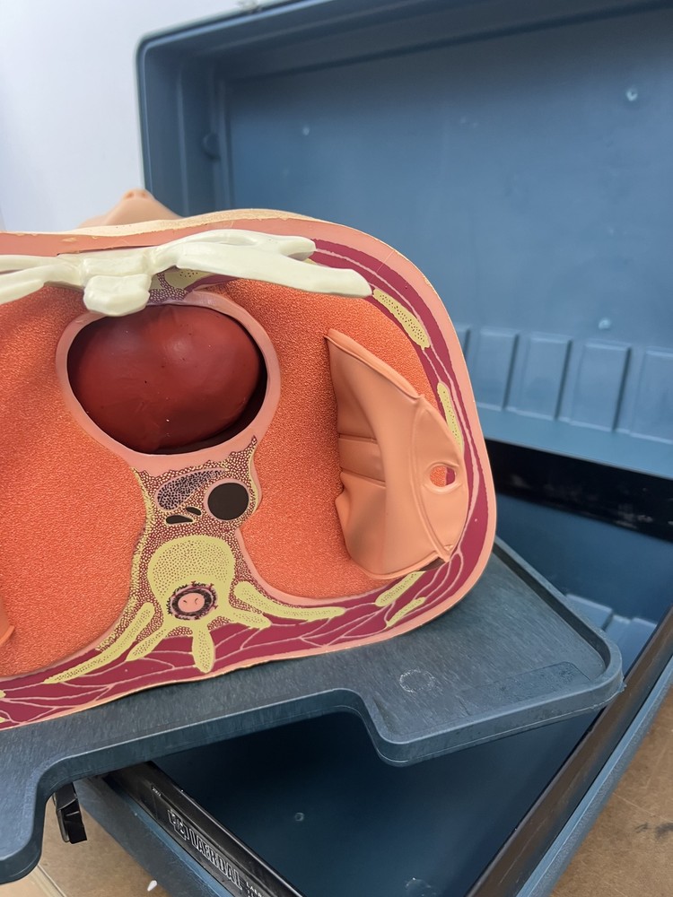 Laerdal Anatomic Anne CPR Training Manikin Torso Head with Case & Accessories