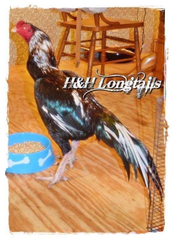 6 ASSORTED longtail Chicken hatching eggs L@@K!