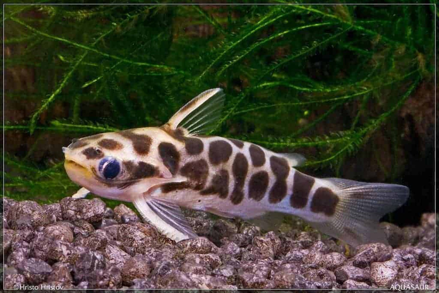 2-Pack Honey Combo Catfish 1–1.5 Inch Live Freshwater Fish Aquarium