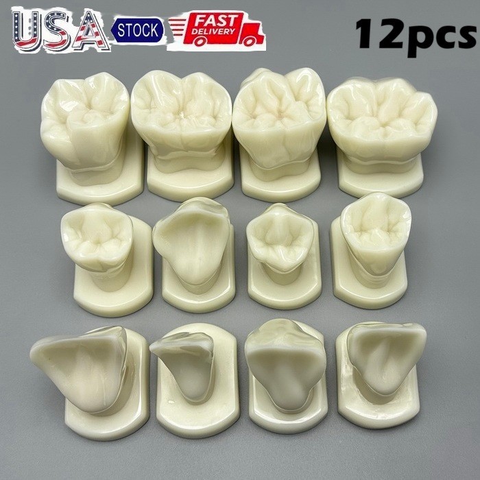 Dental Teeth Form Models Orthodontic Typodont Model Lab Teaching Tooth Study 12x