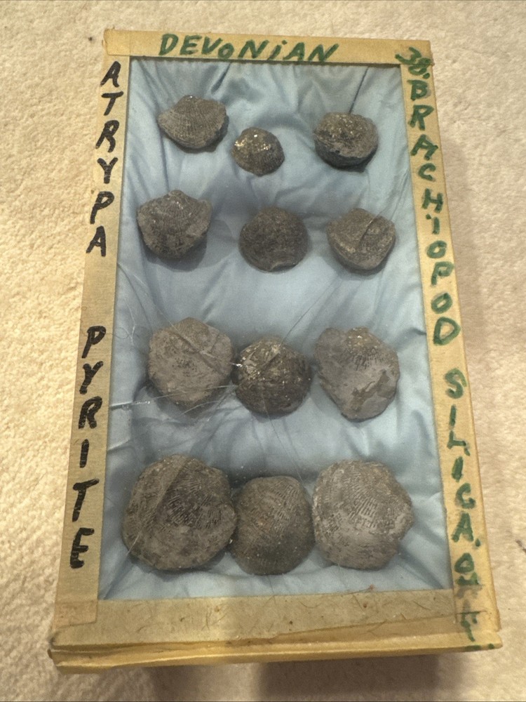 Brachiopod Pyritized 12 Piece Brachiopod Pyritized