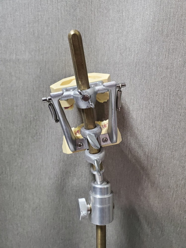 Mounted Dental Typodont Model And Mounting Pole